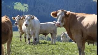 Farma U Ňaňa - spôsob chovu dobytka