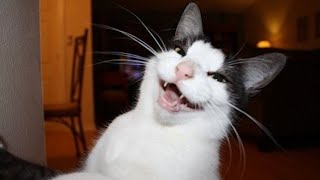 These Cats Are So Funny by Pets and gags 4,854 views 1 year ago 7 minutes, 46 seconds