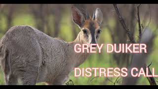 Grey Duicker distress call- jackal hunting