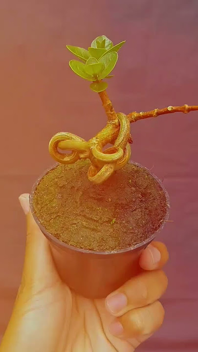 💢 TERJUAL 💢 Terbang Kalimantan Selatan Terimakasih Bosku 😀😀 #shorts Bonsai Sancang mini Meliuk liuk