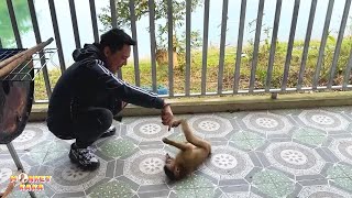 Download Lagu Monkey Kaka looks excited and happy when playing with dad MP3