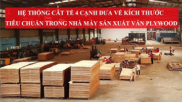 Chuyền cắt 4 cạnh ván plywood tự động nạp phôi | Woodmaster