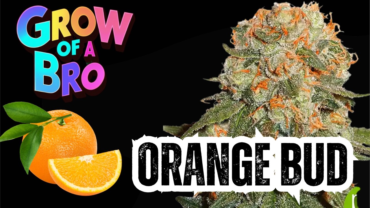 Grow of a Bro - 80's Legend Orange Bud