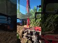 Deutz Traktör ile Mısır Biçme Keyfi #keşfetbeniöneçıkar #fypシ #farming #keşfet #tarım #viral