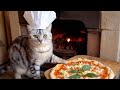 Cat Chef makes Pizza (Margherita).