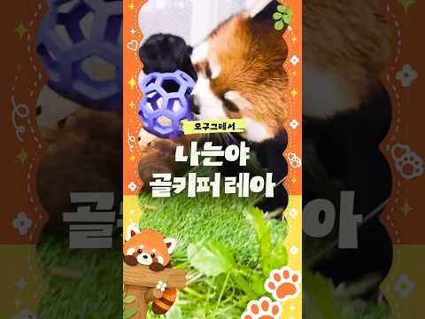 이렇게 귀여운데 골을 어떻게 넣어요｜#shorts #오구그레서