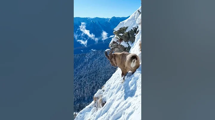 The Art of Climbing Mountain Goats in Action