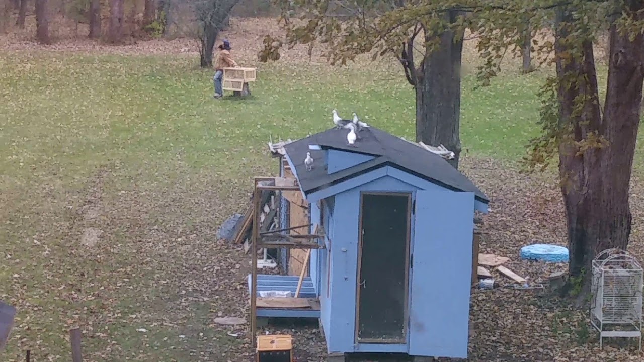 White Dove Training 