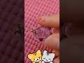 見てたら止まらない😂💛この中で一番かわいいのどれ？（第9弾）シール,シール遊び,シール動画,可愛い,癒し,ショート動画,shorts