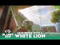 White Lion Habitat - A New Beginning - Ruhr Zoo - Planet Zoo Lets Play Ep 01 (S02)