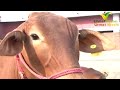 Gaushala Sri Bhaini Sahib Sahiwal Cows