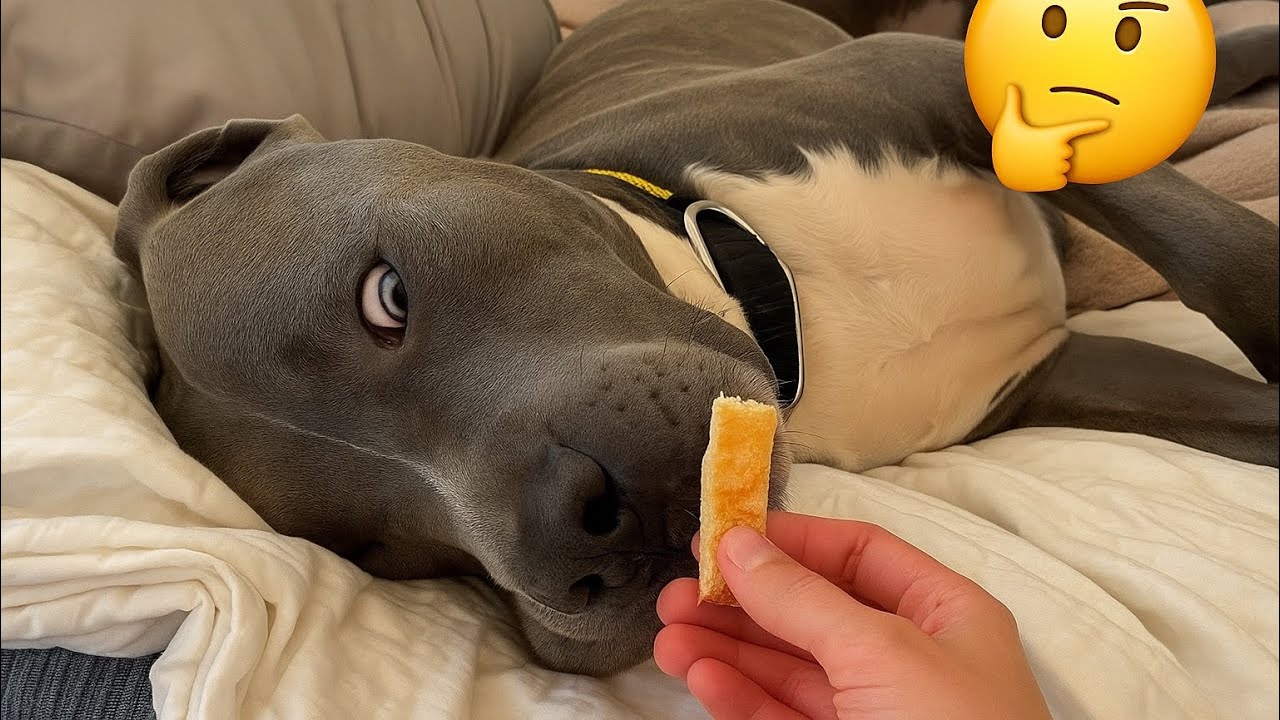 😂 Постарайтесь не смеяться – Самые смешные собаки и кошки 2025 года 😹 | Самые милые и забавные мо...