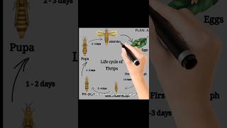 Life cycle of Thrips #shorts