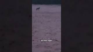 Angstig moment tussen wolf en hond 😮🐺 | Shorts