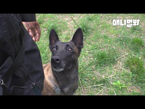 사람들은 아무도 못한 &amp;#39;그 것&amp;#39;을 해낸 강아지ㅣDog Rescued Old Lady, <strong>Whom</strong> Nobody Found