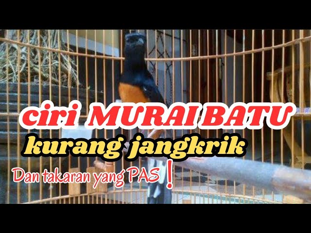 10 Ciri Murai Kurang Jangkrik dan Takaran Yang Benar! class=