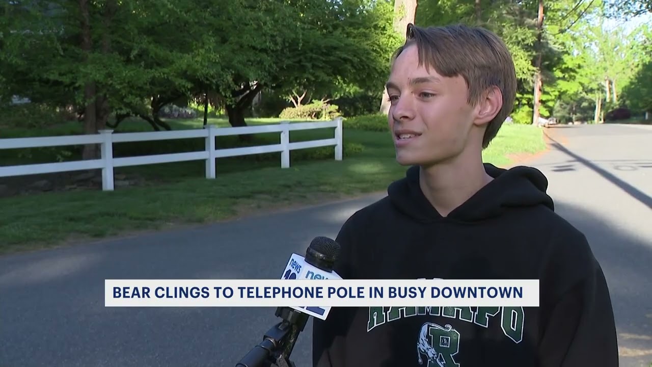 Bear encounters around New Jersey increase as bears wake from hibernation