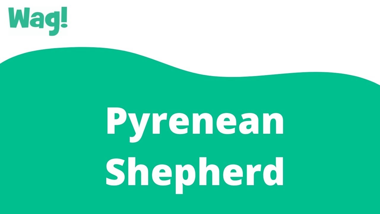 Pyrenean Shepherd | Wag!