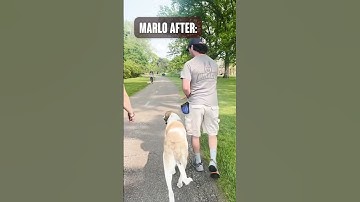 Extreme fear reactivity before and after #reactivedog #beforeandafter #transformation #dogtraining