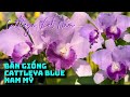 Giới thiệu một giống cattleya Blue Nam Mỹ rất đẹp v&agrave; thơm #cattleyavietnam