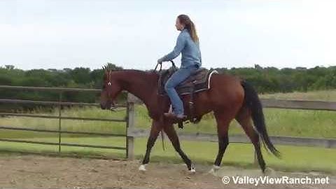 HA Chics Whiz - smooth jog, spins, stops, lope-offs! - ValleyViewRanch.net