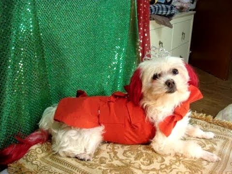 How To Make Dog Clothes Without Sewing How To Make Dog Clothes Without Sewing