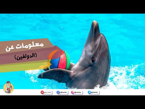 معلومات عن حيوان الدولفين دلفين من منصة راويتي