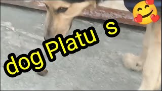 viral dog Platu#shorts #cutesy #youtube shorts video 🙄🙄🙏🙏🙏