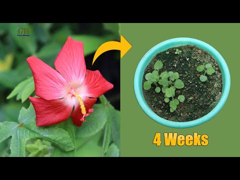 Vídeo: Musk Mallow Info – Como cultivar plantas de Musk Mallow