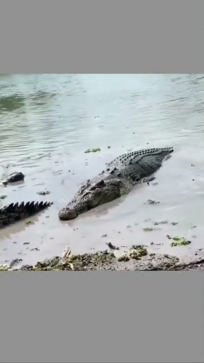 DEATHROLL! #crocodile #savage #wildlife #australia