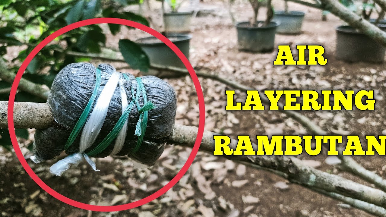 🔴 How to Air Layering Rambutan Trees