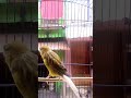 Kenari Gacor 😁 #short #shortsvideo #viral #fyp #fypage #fypシ゚viral #video #youtubeshorts