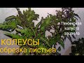 КОЛЕУСЫ. Зачем обрезать листья?
