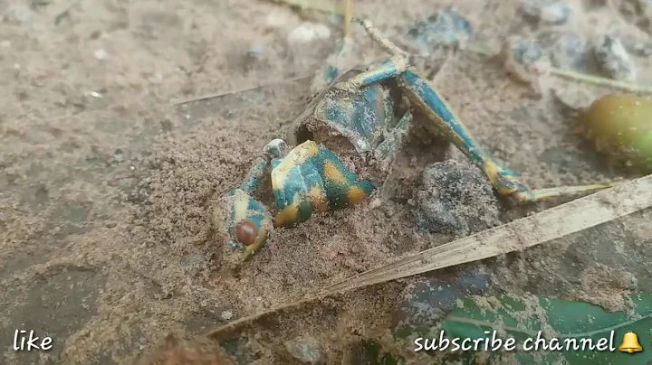 Army Ants Rampage Through The Forest | The Hunt |