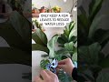How to Propagate a Fiddle Leaf Fig Tree