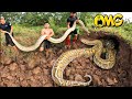 Group Brave Expert Catch 2 Giant Golden Snake By Hands