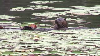 Otter Kit Steals Frog from Otter Mom?