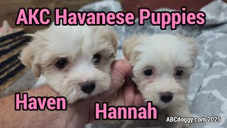 AKC Havanese Puppies * 6 weeks * Haven & Hannah * ABCdoggy.com 2025