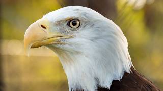 Bald Eagles Explained: Development, Mating, Hunting & Conservation Efforts🦅