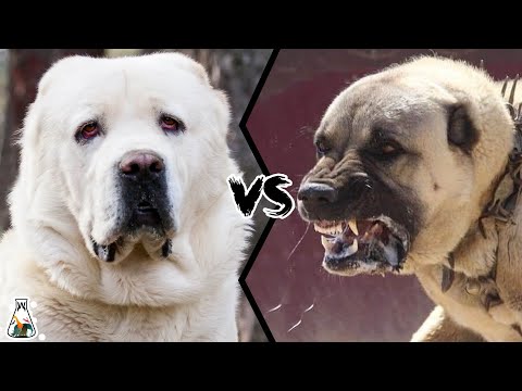 Alabai VS Kangal -  Who is Stronger?