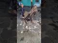 sama sama nangis 😂 #shorts #funny #fypシ゚viral #lucu