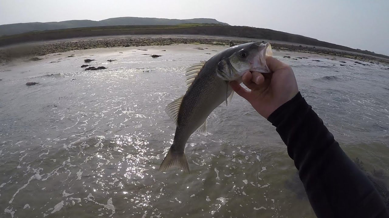 Catching Sea bass on surface lures in Wales YouTube