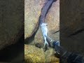 #fishing #eels #crab #deepsea #nature #beach #diving #catchthesea #seafood #lobster #nemo