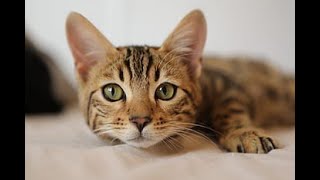 Absolutely Adorable Cats, Dogs, Animals Compilation