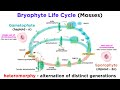 Bryophytes and the Life Cycle of Plants