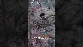 A Giant Turtle or Snake? @HistoryFuzzFilms