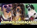 Animais engraçados tente não rir as melhores Narrativas animals Cleitinho fubá 2025