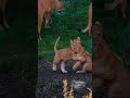 the little king lion cub 🦁❣️ cuteness #wildlife #viralvideo #nature #wildliferescue #animalswild