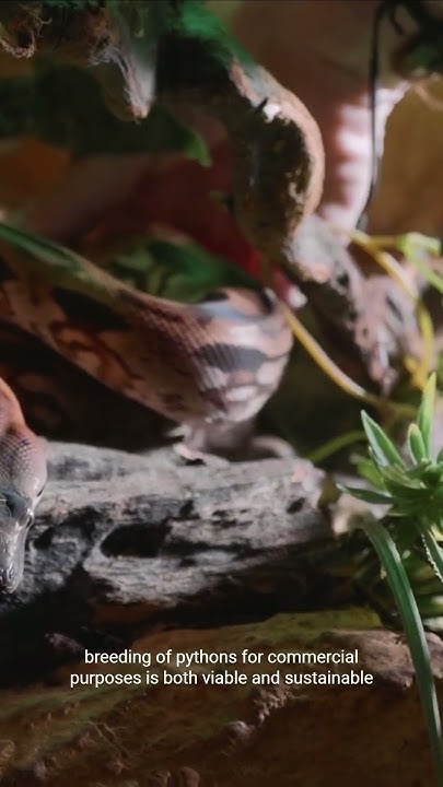Python For Dinner? Eat More Snake Meat #science #python #foodsource ...