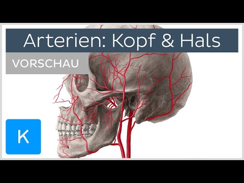 Video: Kopfarterien & Nerven Anatomie, Funktion & Diagramm - Körperkarten